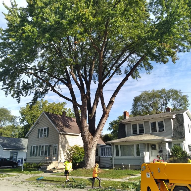 Economy Tree Service